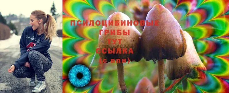 Псилоцибиновые грибы Psilocybine cubensis  продажа наркотиков  Каменногорск 